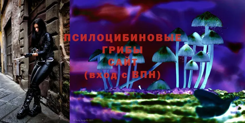 Псилоцибиновые грибы Psilocybe  наркота  Губкин 